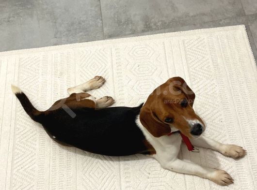 9 Aylık Beagle Tuvalet Eğitimi Var Aşıları Tam görsel