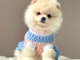 Safkan Teddy Bear Pomeranian Yavrularımız