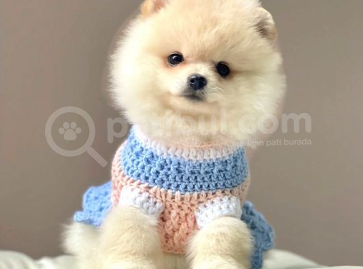 Safkan Teddy Bear Pomeranian Yavrularımız görsel