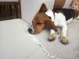 9 Aylık Beagle Tuvalet Eğitimi Var Aşıları Tam