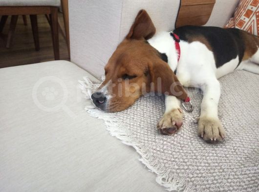 9 Aylık Beagle Tuvalet Eğitimi Var Aşıları Tam görsel