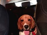 9 Aylık Beagle Tuvalet Eğitimi Var aşıları Tam