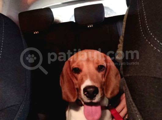 9 Aylık Beagle Tuvalet Eğitimi Var Aşıları Tam