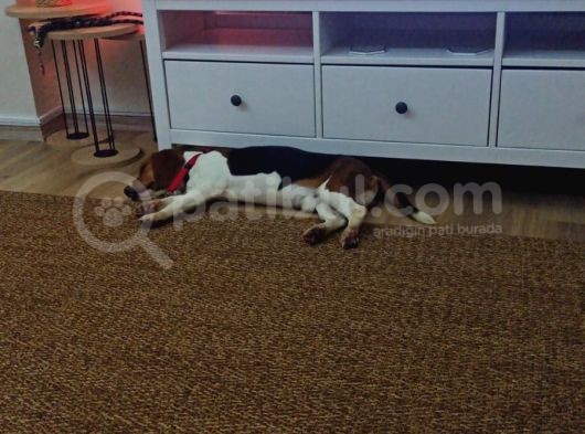 9 Aylık Beagle Tuvalet Eğitimi Var Aşıları Tam görsel