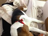 9 Aylık Beagle Tuvalet Eğitimi Var Aşıları Tam