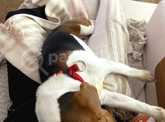 9 Aylık Beagle Tuvalet Eğitimi Var Aşıları Tam görsel