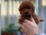 Red Toy Poodle Yavrumuz
