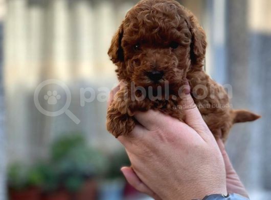 Red Toy Poodle Yavrumuz görsel