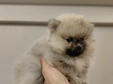 Orange Pomerani̇an Boo Yavrumuz