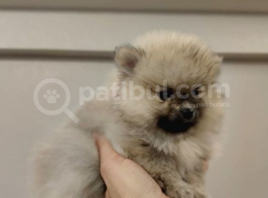Orange Pomerani̇an Boo Yavrumuz görsel