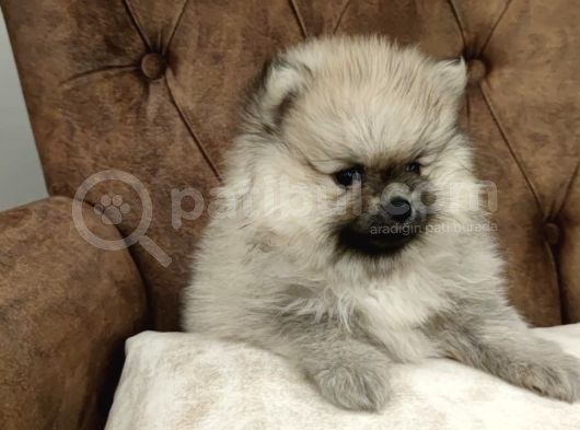 Orange Pomerani̇an Boo Yavrumuz