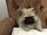 Orange Pomerani̇an Boo Yavrumuz