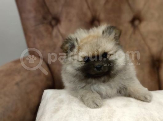 Orange Pomerani̇an Boo Yavrumuz görsel