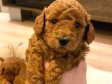 Toypoodle Redbrown Mini Dişi Erkek Yavrularımız