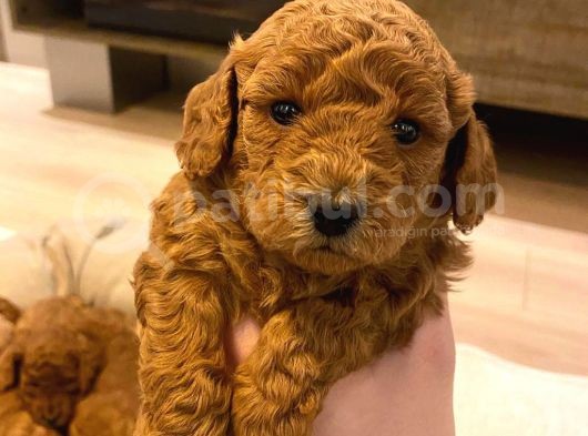 Toypoodle Redbrown Mini Dişi Erkek Yavrularımız görsel