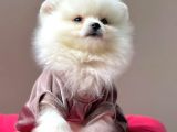 Safkan Pomeranian Boo Yavrularımız
