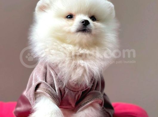 Safkan Pomeranian Boo Yavrularımız görsel