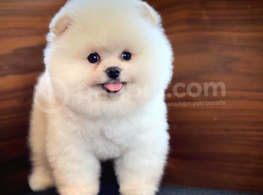 Ayı Surat Pomeranian Boo Yavrularımız görsel