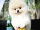 Ayı Surat Pomeranian Boo Yavrularımız