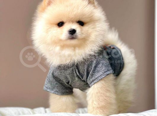 Safkan Pomeranian Boo Yavrularımız