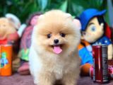 AA Kalite Safkan  Pomeranian Oğlumuz  MİKE