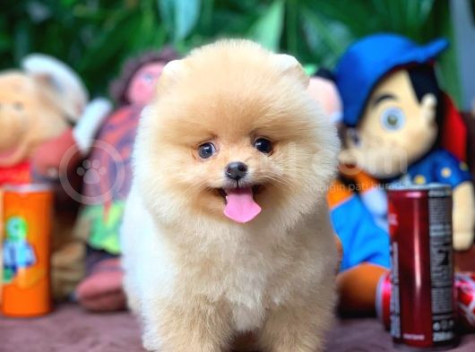 Aa Kalite Safkan  Pomeranian Oğlumuz  Mi̇ke