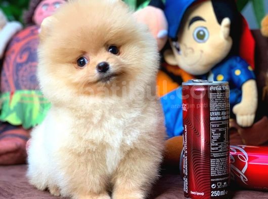 Aa Kalite Safkan  Pomeranian Oğlumuz  Mi̇ke görsel