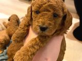 Toypoodle Redbrown Mini Dişi Erkek Yavrularımız