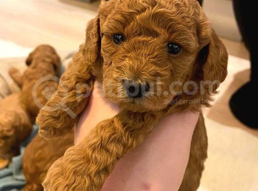 Toypoodle Redbrown Mini Dişi Erkek Yavrularımız