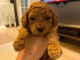 Toypoodle Redbrown Mini Dişi Erkek Yavrularımız