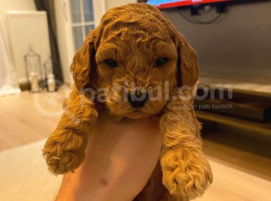 Toypoodle Redbrown Mini Dişi Erkek Yavrularımız görsel