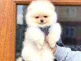 Mini Boy Pomeranian Boo Yavrumuz