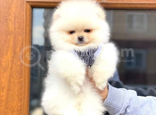 Mini Boy Pomeranian Boo Yavrumuz