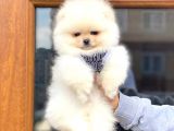Mini Boy Pomeranian Boo Yavrumuz