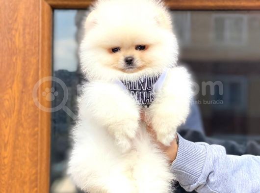 Mini Boy Pomeranian Boo Yavrumuz görsel