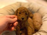 Toypoodle Redbrown Mini Dişi Erkek Yavrularımız