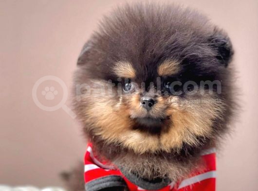 Safkan Pomeranian Boo Yavrularımız görsel