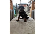 Doberman