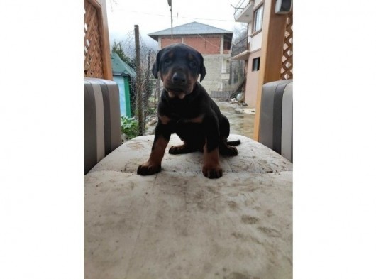 Doberman