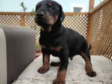Doberman
