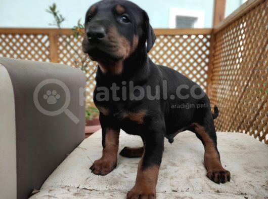 Doberman görsel