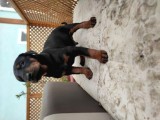 Doberman