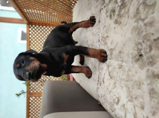 Doberman görsel