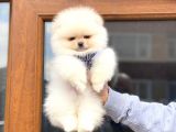 Pomeranian Boo Teddy Face Erkek Yavrumuz