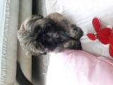 2 Aylık Yavru Shihtzu