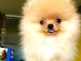2 Aylık Erkek Pomeranian Boo Yavrumuz