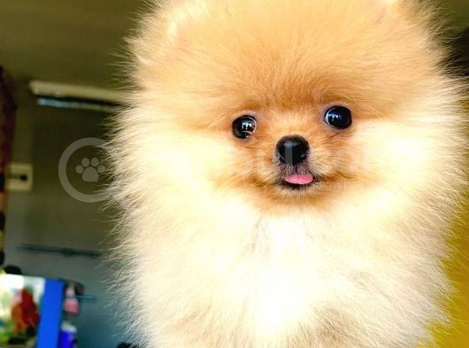 2 Aylık Erkek Pomeranian Boo Yavrumuz görsel
