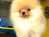 2 Aylık Erkek Pomeranian Boo Yavrumuz