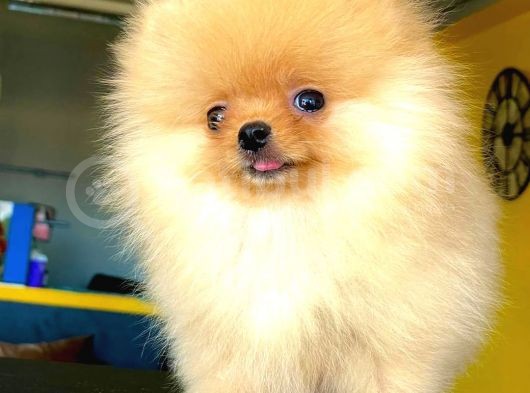 2 Aylık Erkek Pomeranian Boo Yavrumuz görsel