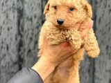 A Kalite Erkek Toypoodle Yavrumuz